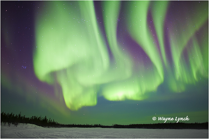 Aurora Borealis 54 by Dr. Wayne Lynch ©